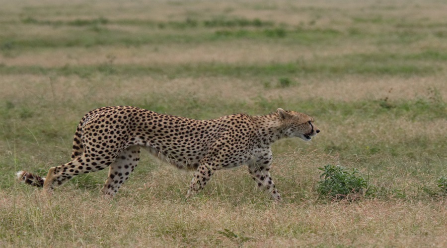 7 day beach and safari combination